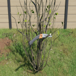 SEO_417_TAILLEPLANTE008